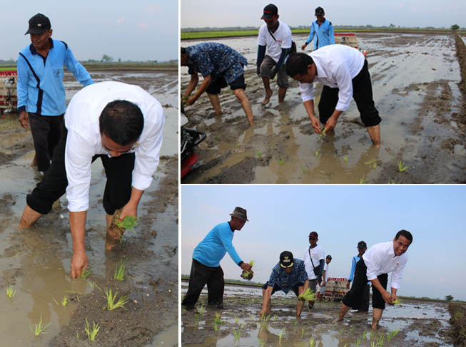Harga Beras Naik? Mentan Pastikan Hasil Panen Lampaui Kebutuhan